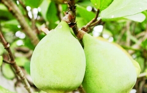 еĹЧcüʳ÷