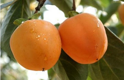 ոӺò,