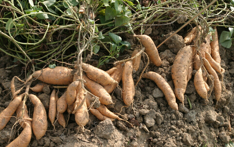 tĠIBrֵ