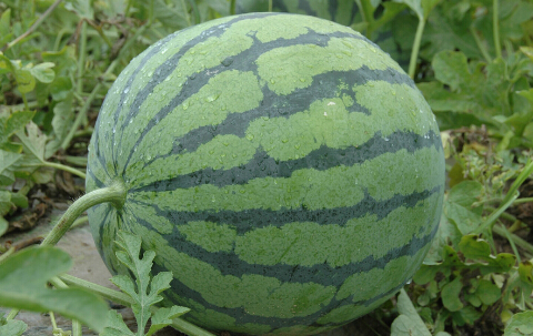 ЋDԳφ,ЋDܳφ