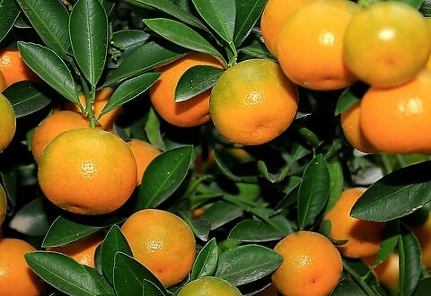 ЋDԳӆ,ЋDܳӆ