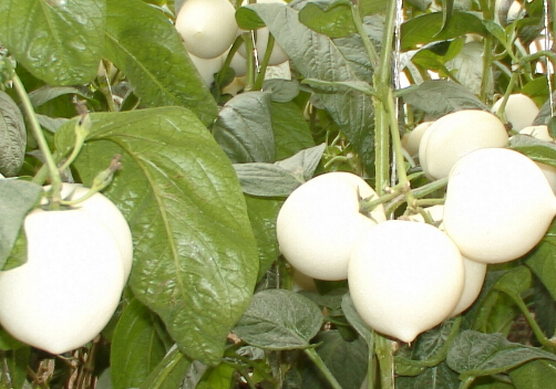 ˅ğЧc1
