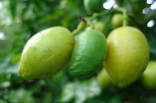 SƤğЧc2