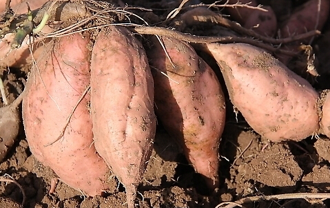 tĠIBrֵ